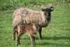 Soay Ewe and Lamb