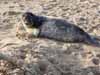 Seal on Waxham Beach