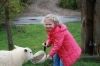 Young Guest Feeding a Lamb