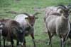 Soay Sheep