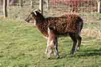 Soay Mum and New Baby