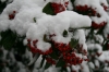 Snow on Berries