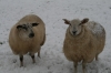 Ewe feeling cold too?