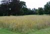 Cornfield in Early Autumn