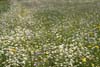 Cornfield in Summer