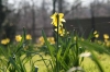 Daffodils in Spring