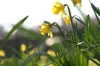 Daffodils in Spring