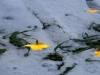 Daffodils in Spring Snow