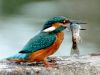 Kingfisher