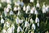 Snowdrops in Spring